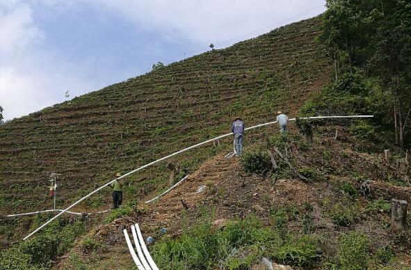 巧用滴灌，農(nóng)專(zhuān)家手把手教你種出好柚子！