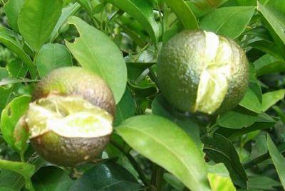 果實(shí)到底為什么會(huì)裂果，原因居然是這些！